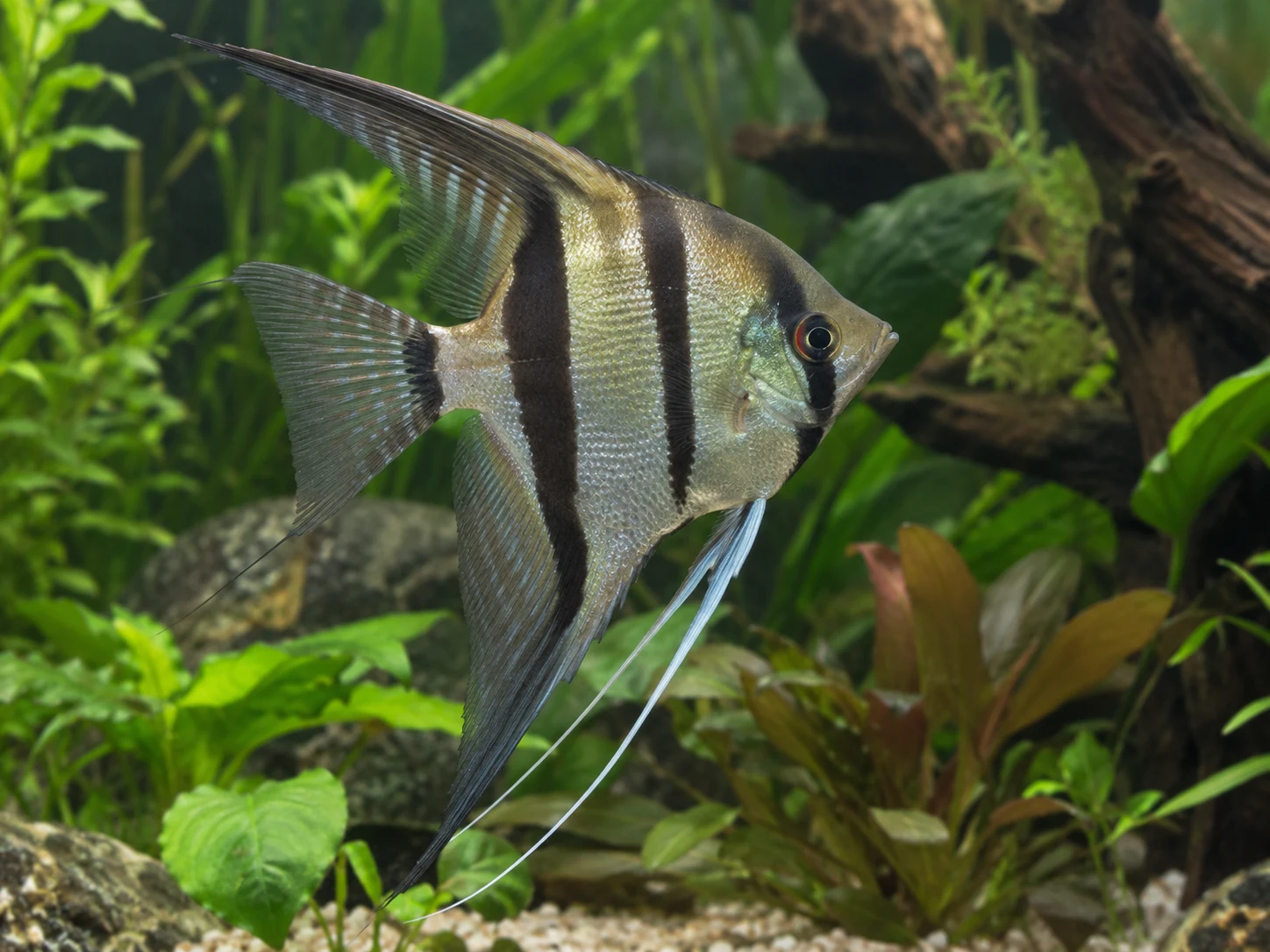 KI-generierte realistische Illustration eines gestreiften Skalars in einem bepflanzten Aquarium