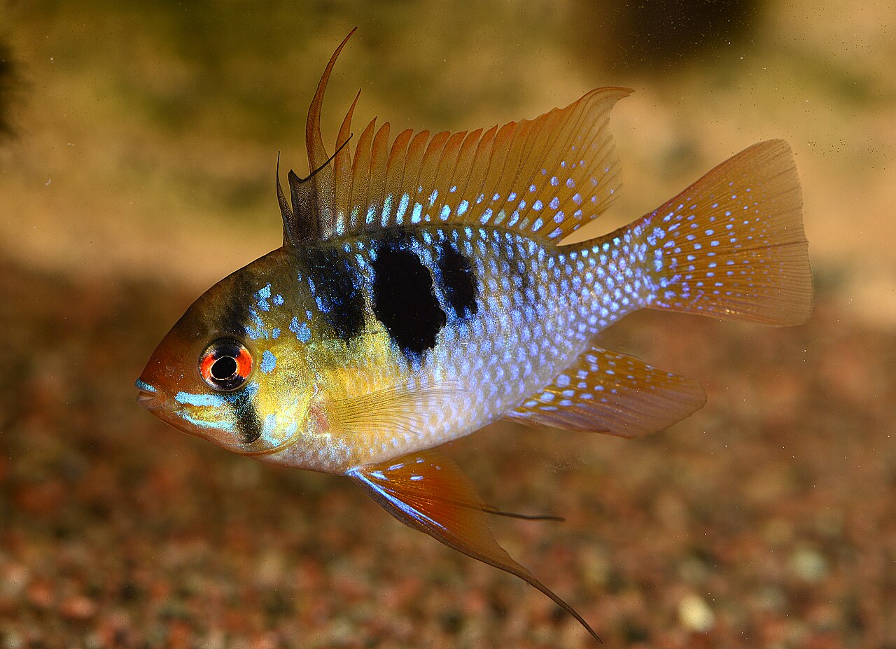 Realfoto eines männlichen Südamerikanischen Schmetterlingsbuntbarschs, Mikrogeophagus ramirezi