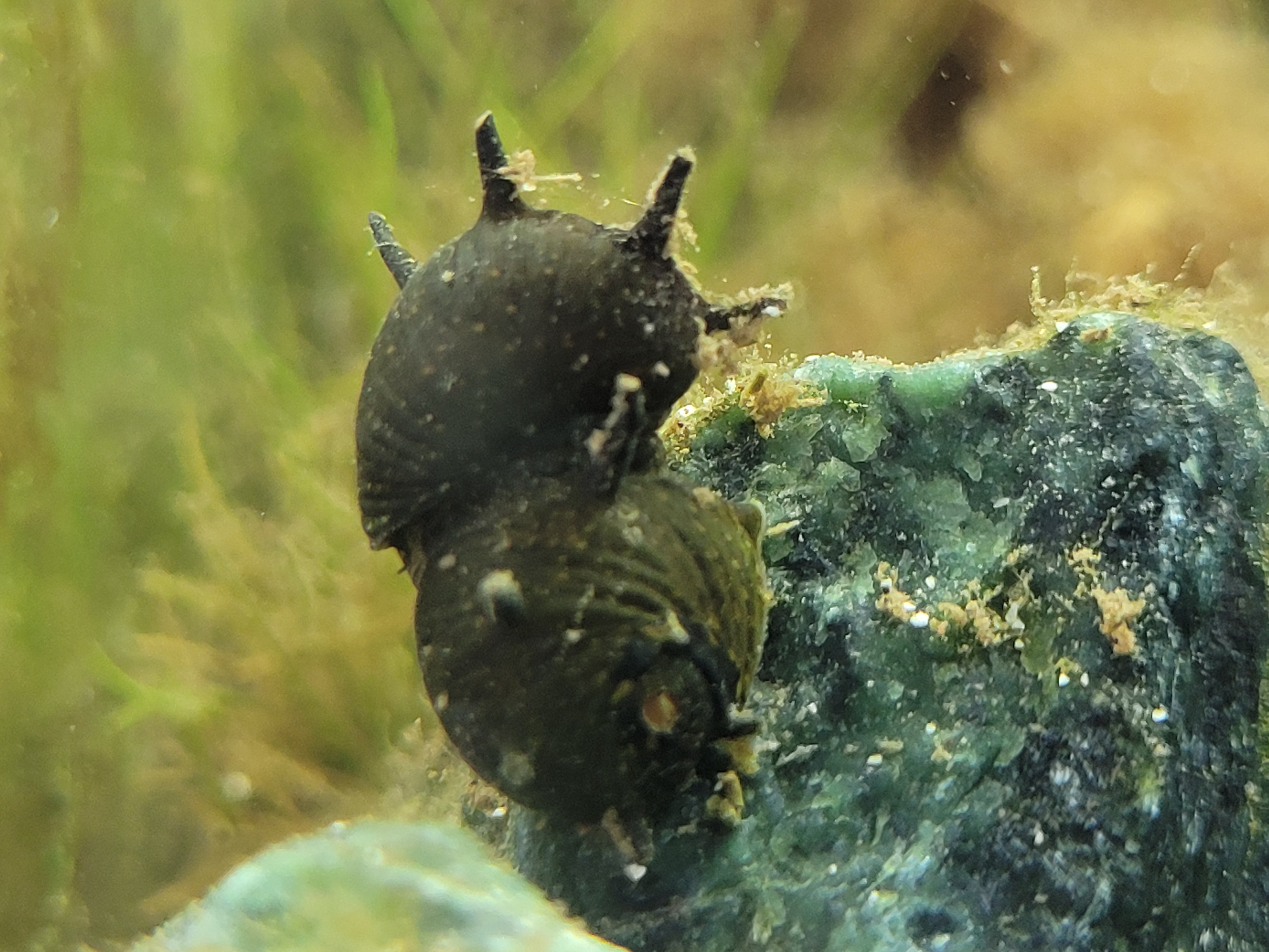 Realfoto einer Geweihschnecke auf einer bewachsenen Aquariumoberfläche